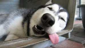 Jak pomoci psovi v teple